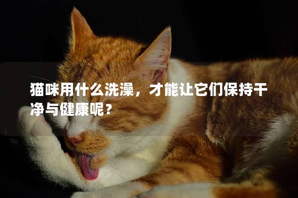 猫咪用什么洗澡，才能让它们保持干净与健康呢？