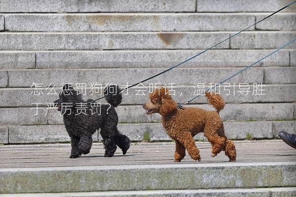 怎么惩罚狗狗才会听话，温和引导胜于严厉责罚？