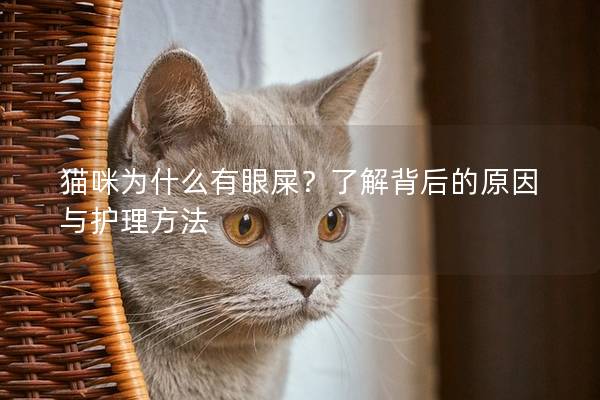 猫咪为什么有眼屎？了解背后的原因与护理方法