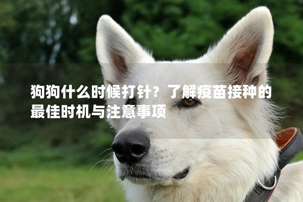 狗狗什么时候打针？了解疫苗接种的最佳时机与注意事项