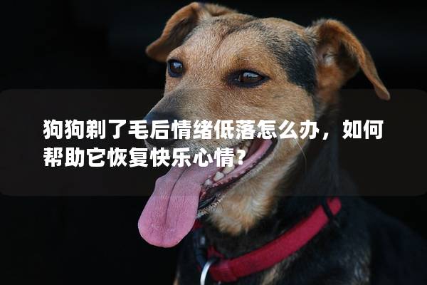 狗狗剃了毛后情绪低落怎么办，如何帮助它恢复快乐心情？