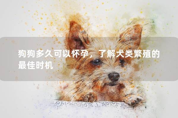 狗狗多久可以怀孕，了解犬类繁殖的最佳时机