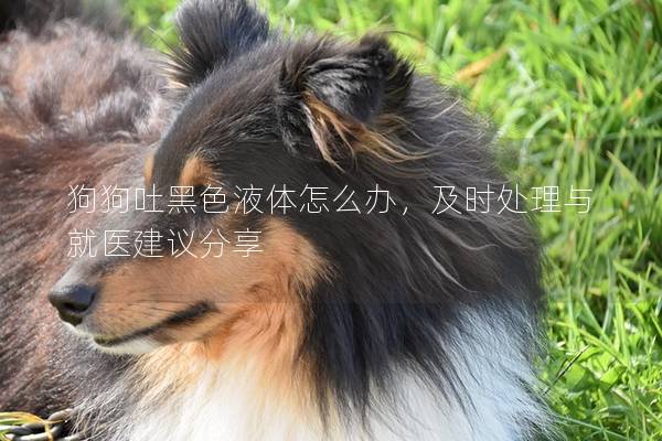 狗狗吐黑色液体怎么办，及时处理与就医建议分享