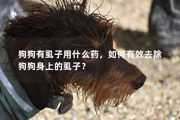 狗狗有虱子用什么药，如何有效去除狗狗身上的虱子？