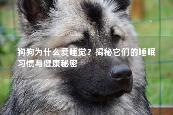 狗狗为什么爱睡觉？揭秘它们的睡眠习惯与健康秘密