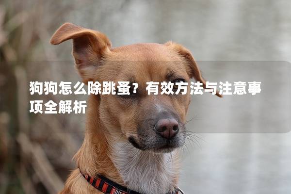 狗狗怎么除跳蚤？有效方法与注意事项全解析