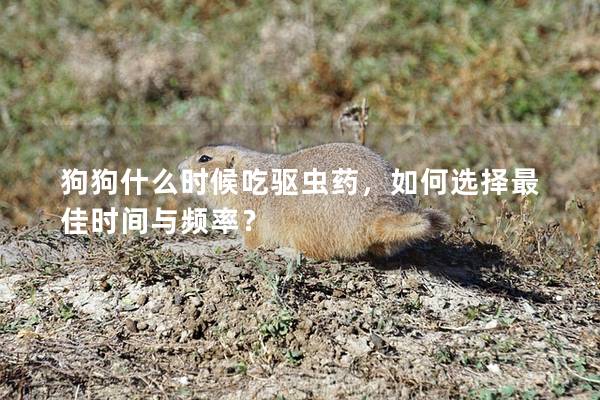 狗狗什么时候吃驱虫药，如何选择最佳时间与频率？