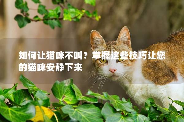 如何让猫咪不叫？掌握这些技巧让您的猫咪安静下来