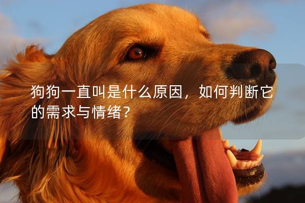 狗狗一直叫是什么原因，如何判断它的需求与情绪？