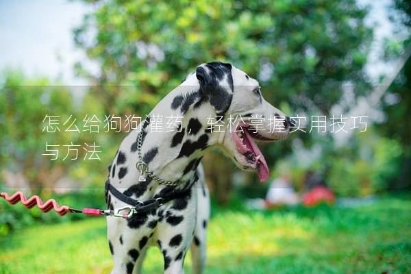 怎么给狗狗灌药，轻松掌握实用技巧与方法