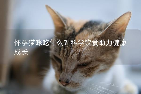 怀孕猫咪吃什么？科学饮食助力健康成长
