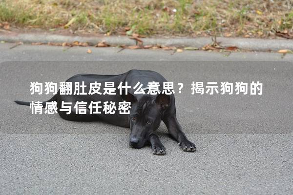 狗狗翻肚皮是什么意思？揭示狗狗的情感与信任秘密