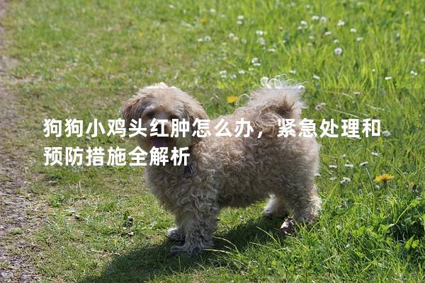 狗狗小鸡头红肿怎么办，紧急处理和预防措施全解析