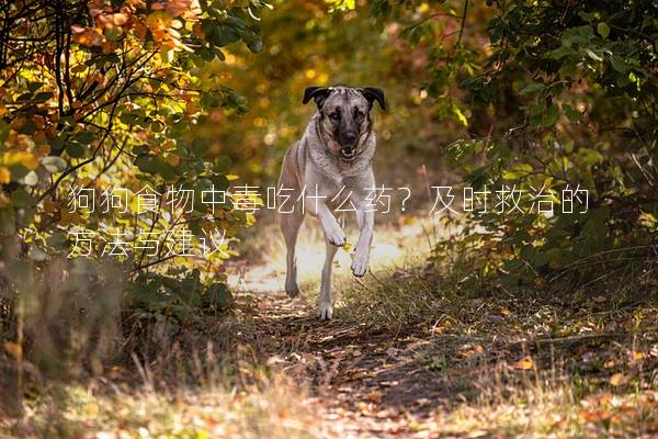 狗狗食物中毒吃什么药？及时救治的方法与建议
