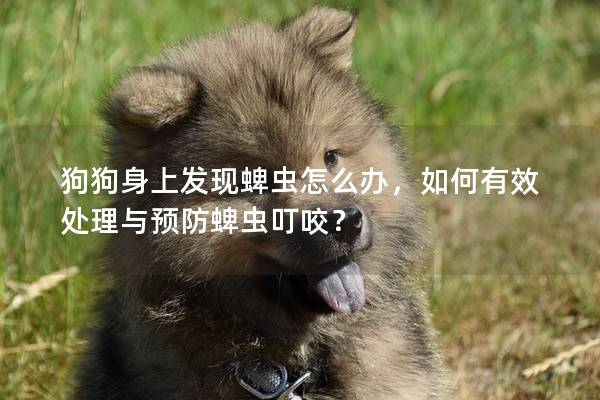 狗狗身上发现蜱虫怎么办，如何有效处理与预防蜱虫叮咬？