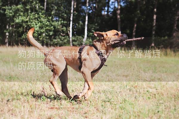 狗狗翻肠子是什么意思？你了解背后的原因吗