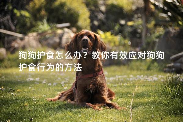 狗狗护食怎么办？教你有效应对狗狗护食行为的方法