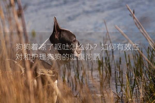 狗狗着凉了呕吐怎么办？如何有效应对和护理狗狗的健康问题