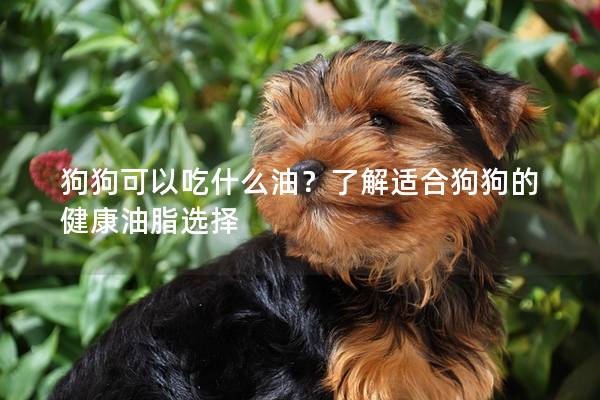 狗狗可以吃什么油？了解适合狗狗的健康油脂选择