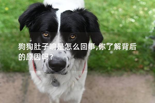 狗狗肚子响是怎么回事,你了解背后的原因吗？