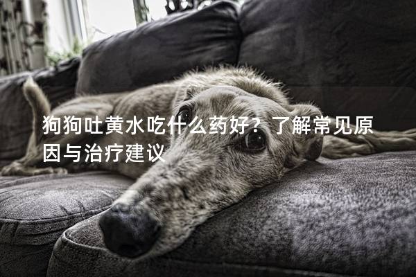 狗狗吐黄水吃什么药好？了解常见原因与治疗建议