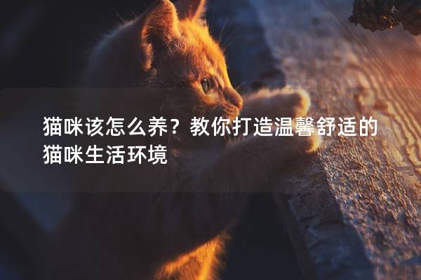 猫咪该怎么养？教你打造温馨舒适的猫咪生活环境