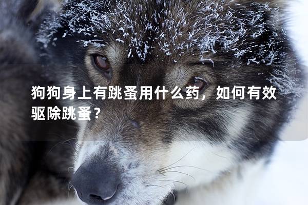狗狗身上有跳蚤用什么药，如何有效驱除跳蚤？