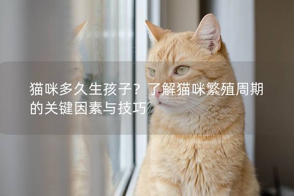 猫咪多久生孩子？了解猫咪繁殖周期的关键因素与技巧