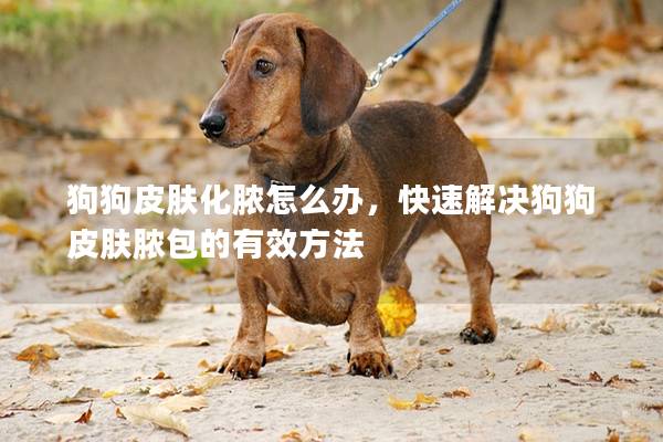 狗狗皮肤化脓怎么办，快速解决狗狗皮肤脓包的有效方法