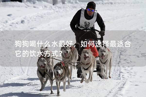 狗狗喝什么水最好，如何选择最适合它的饮水方式？
