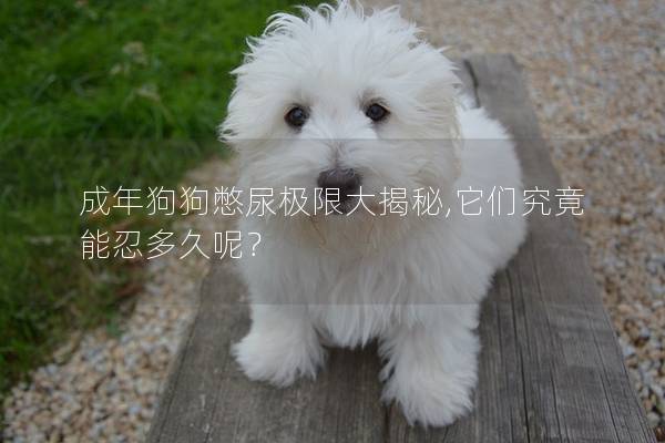 成年狗狗憋尿极限大揭秘,它们究竟能忍多久呢？