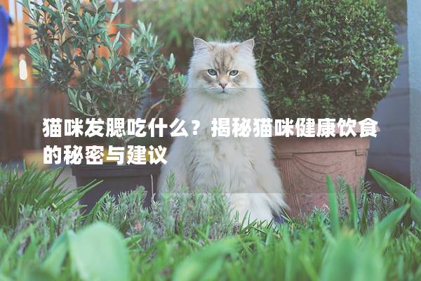 猫咪发腮吃什么？揭秘猫咪健康饮食的秘密与建议