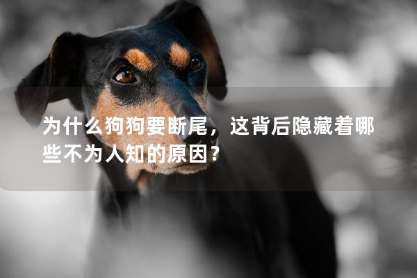 为什么狗狗要断尾，这背后隐藏着哪些不为人知的原因？