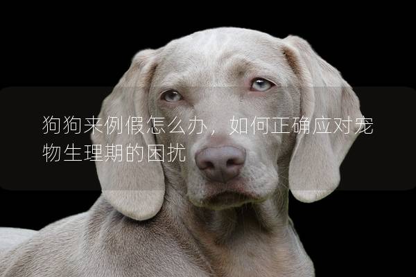 狗狗来例假怎么办，如何正确应对宠物生理期的困扰