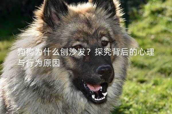 狗狗为什么刨沙发？探究背后的心理与行为原因