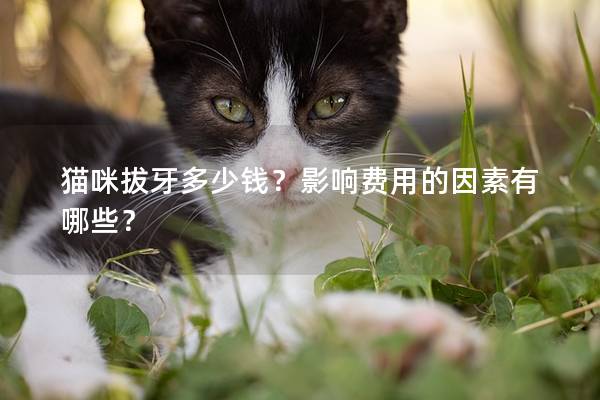 猫咪拔牙多少钱？影响费用的因素有哪些？