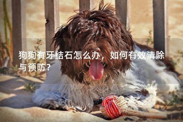 狗狗有牙结石怎么办，如何有效清除与预防？