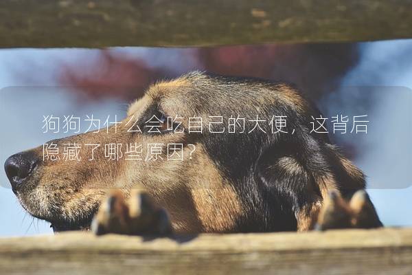 狗狗为什么会吃自己的大便，这背后隐藏了哪些原因？