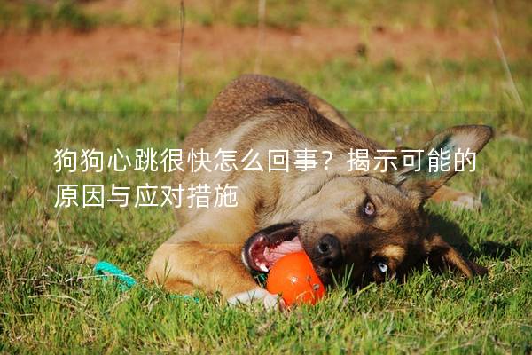 狗狗心跳很快怎么回事？揭示可能的原因与应对措施
