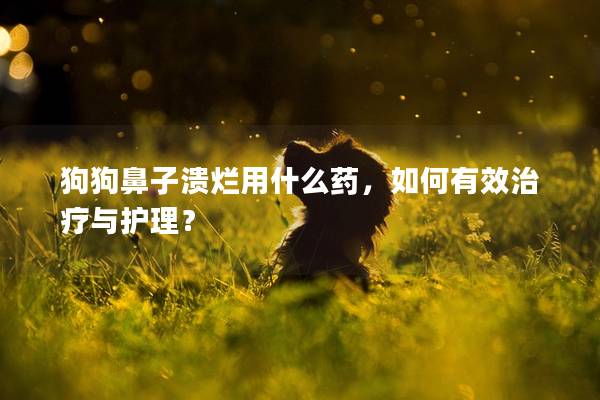 狗狗鼻子溃烂用什么药，如何有效治疗与护理？