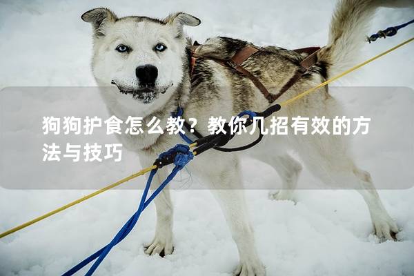 狗狗护食怎么教？教你几招有效的方法与技巧