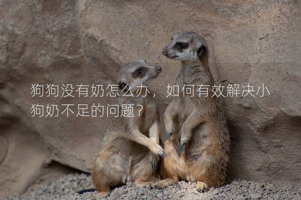狗狗没有奶怎么办，如何有效解决小狗奶不足的问题？