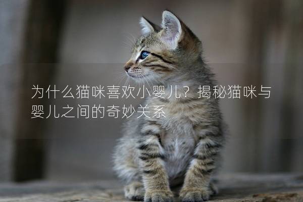 为什么猫咪喜欢小婴儿？揭秘猫咪与婴儿之间的奇妙关系