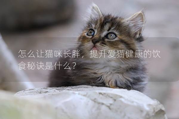 怎么让猫咪长胖，提升爱猫健康的饮食秘诀是什么？