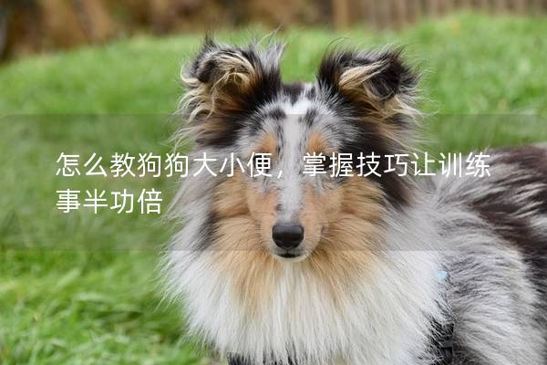 怎么教狗狗大小便，掌握技巧让训练事半功倍
