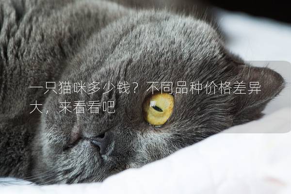 一只猫咪多少钱？不同品种价格差异大，来看看吧