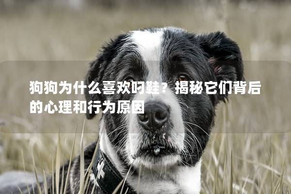狗狗为什么喜欢叼鞋？揭秘它们背后的心理和行为原因