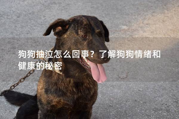 狗狗抽泣怎么回事？了解狗狗情绪和健康的秘密