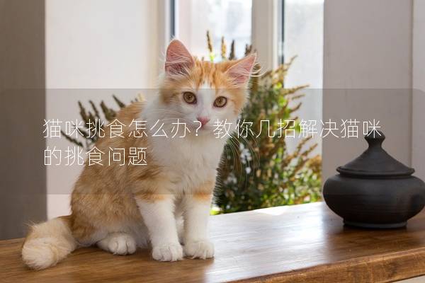 猫咪挑食怎么办？教你几招解决猫咪的挑食问题