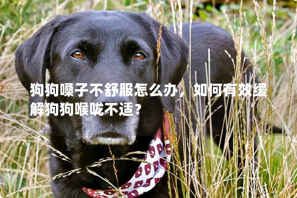 狗狗嗓子不舒服怎么办，如何有效缓解狗狗喉咙不适？